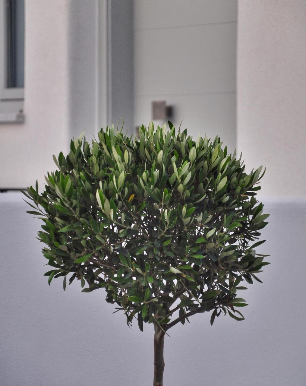 Quartano Luxury Cycladic Residence, Adults Only Naousa Eksteriør bilde